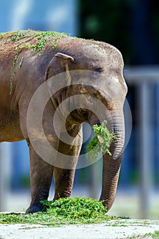 Big elephant animal eating grass at the zoo