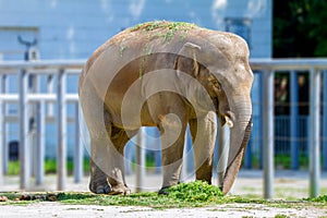Big elephant animal eating grass at the zoo