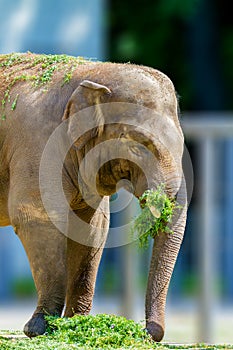 Big elephant animal eating grass at the zoo