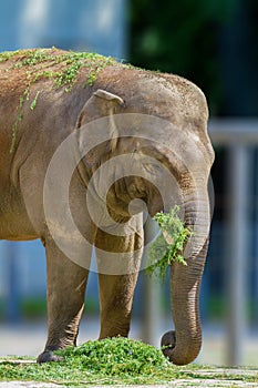 Big elephant animal eating grass at the zoo