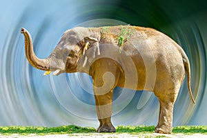 Big elephant animal eating grass at the zoo