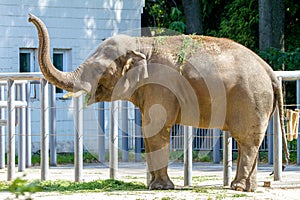 Big elephant animal eating grass at the zoo