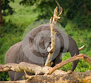 Big elephant breaks a tree. Africa. Kenya. Tanzania. Serengeti. Maasai Mara.