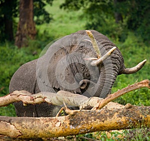 Big elephant breaks a tree. Africa. Kenya. Tanzania. Serengeti. Maasai Mara.