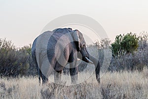 Big Elephant bull facing away from the camera
