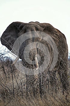 Big Elephant bull in Kruger