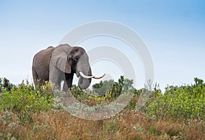 Big elephant bull with large tusks stands on a hill
