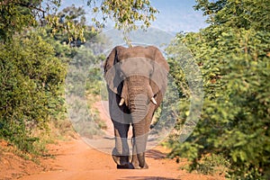 Big Elephant bull walking towards the camera