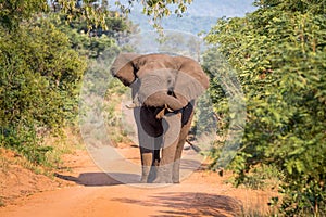 Big Elephant bull walking towards the camera