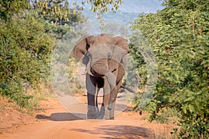 Big Elephant bull walking towards the camera