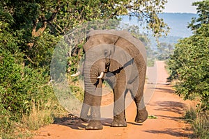 Big Elephant bull walking towards the camera