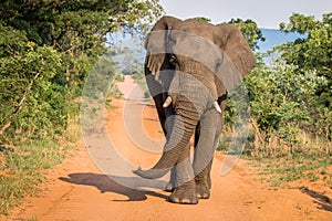 Big Elephant bull walking towards the camera