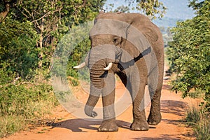 Big Elephant bull walking towards the camera