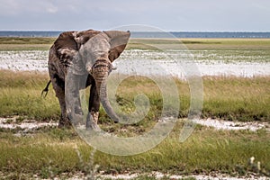 Big Elephant bull walking towards the camera.