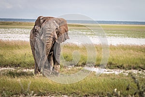 Big Elephant bull walking towards the camera.