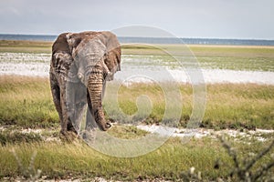 Big Elephant bull walking towards the camera.