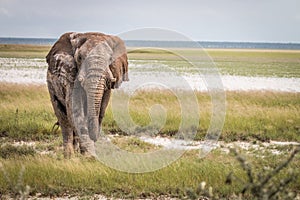 Big Elephant bull walking towards the camera.