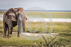 Big Elephant bull walking towards the camera.