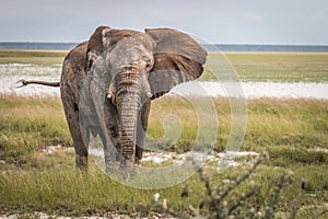 Big Elephant bull walking towards the camera.