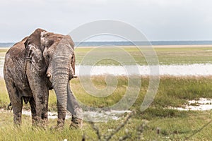 Big Elephant bull walking towards the camera.