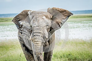 Big Elephant bull walking towards the camera.