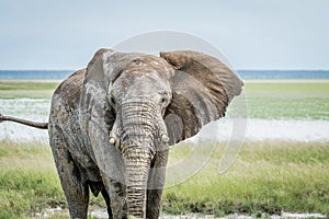 Big Elephant bull walking towards the camera.