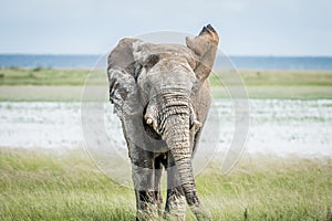 Big Elephant bull walking towards the camera.