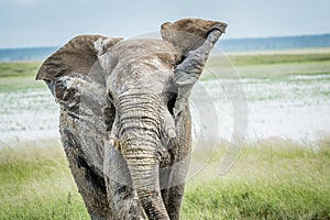 Big Elephant bull walking towards the camera.