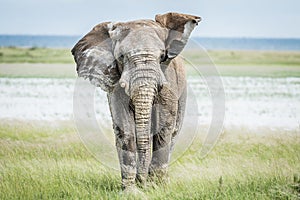 Big Elephant bull walking towards the camera.