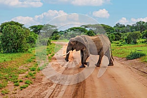 Big elephant crossing the brown sand road in a bush