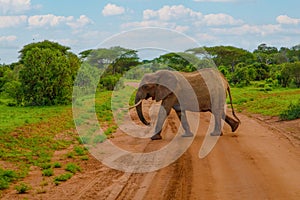 Big elephant crossing the brown sand road in a bush