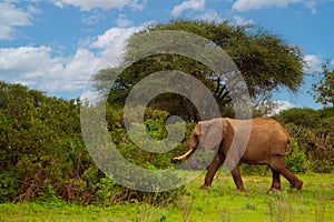 Big elephant crossing the brown sand road in a bush