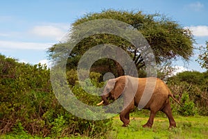 Big elephant crossing the brown sand road in a bush