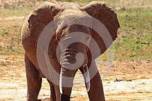 Big elephant in East Africa. beautiful portrait at the waterhole in Kenya. Portrait while drinking