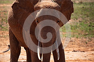 Big elephant in East Africa. beautiful portrait at the waterhole in Kenya. Portrait while drinking