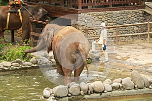 The big elephant eats a green grass. Elephant eat grass at the zoo. Back view of an elephant eating grass