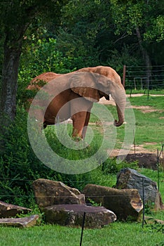 Big elephant in the forest background