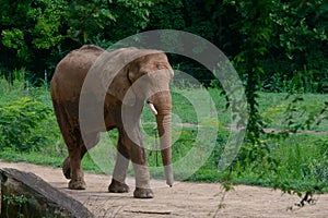 Big elephant in the forest background