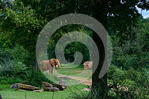 Big elephant in the forest background