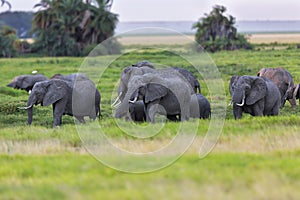 Big Elephant herd in the swamp