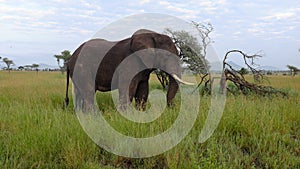 Big elephant mate, serengeti adventure safari