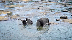 Big elephant mother with two her baby elephants are bathing in a river in sunny day, splashing from long nose