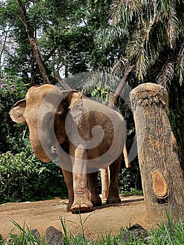 Big Elephant at  Safari Zoo