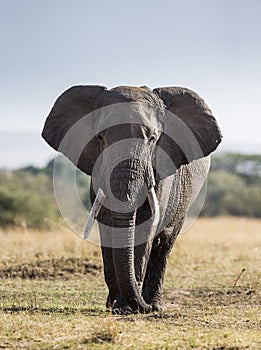 Big elephant in the savanna. Africa. Kenya. Tanzania. Serengeti. Maasai Mara.