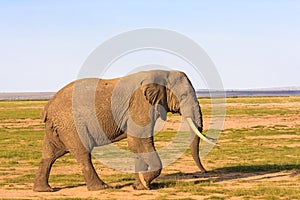 Big elephant in savanna. Amboseli, Kenya.