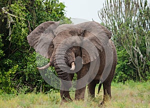 Big elephant in the savannah. Africa. Kenya. Tanzania. Serengeti. Maasai Mara.