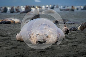 Big elephant seal laying on the beach in South Georgia and South Sandwich Islands