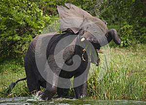 Big elephant standing in water and angry. Africa. Kenya. Tanzania. Serengeti. Maasai Mara.