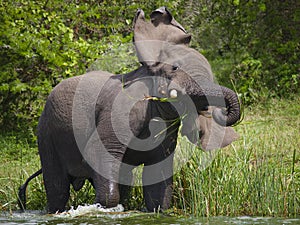 Big elephant standing in water and angry. Africa. Kenya. Tanzania. Serengeti. Maasai Mara.