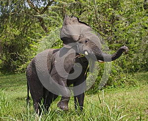 Big elephant standing in water and angry. Africa. Kenya. Tanzania. Serengeti. Maasai Mara.